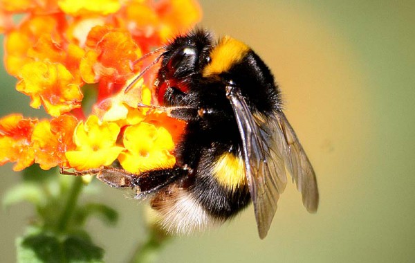 Bumblebees for Pollination